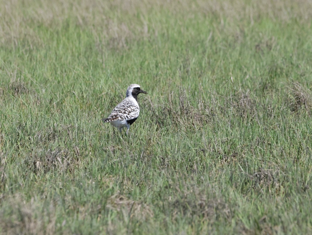 ダイゼン - ML645229495