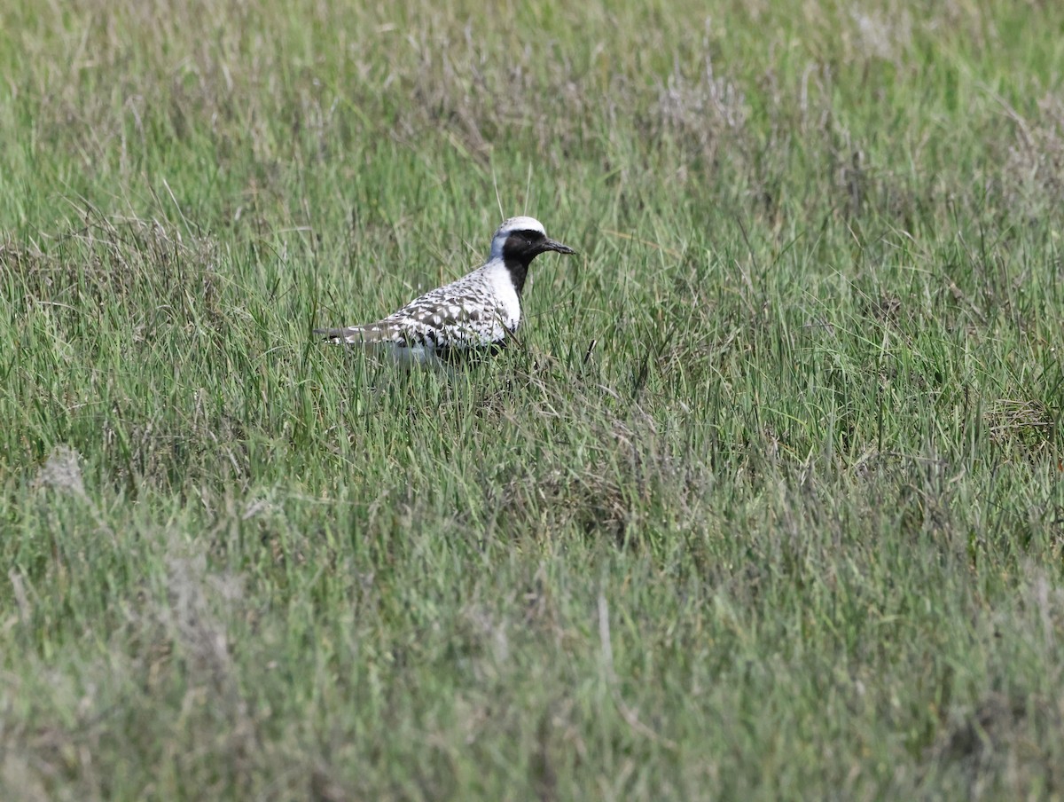 ダイゼン - ML645229498