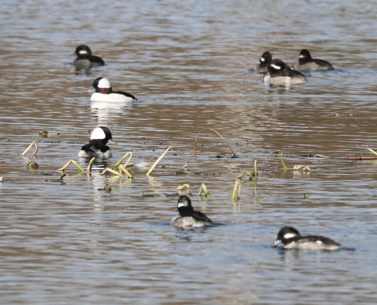 Bufflehead - ML645229499