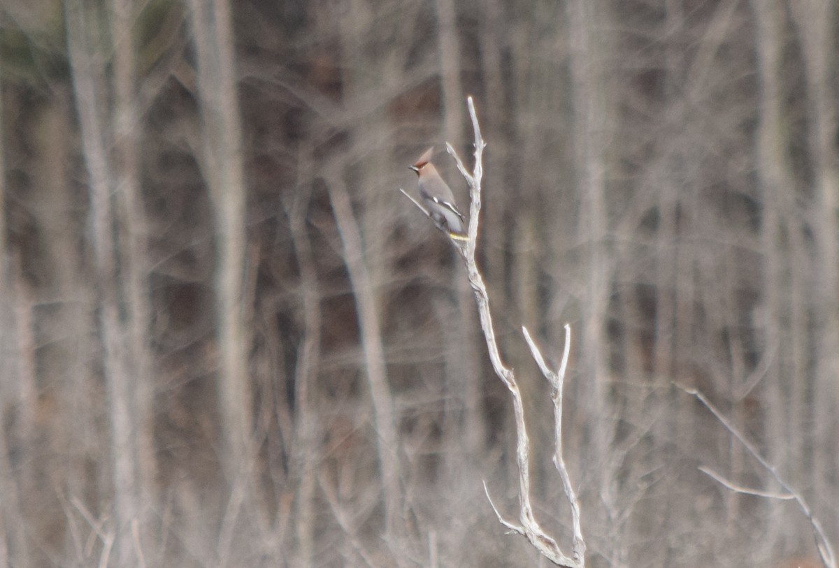 Bohemian Waxwing - ML645229501