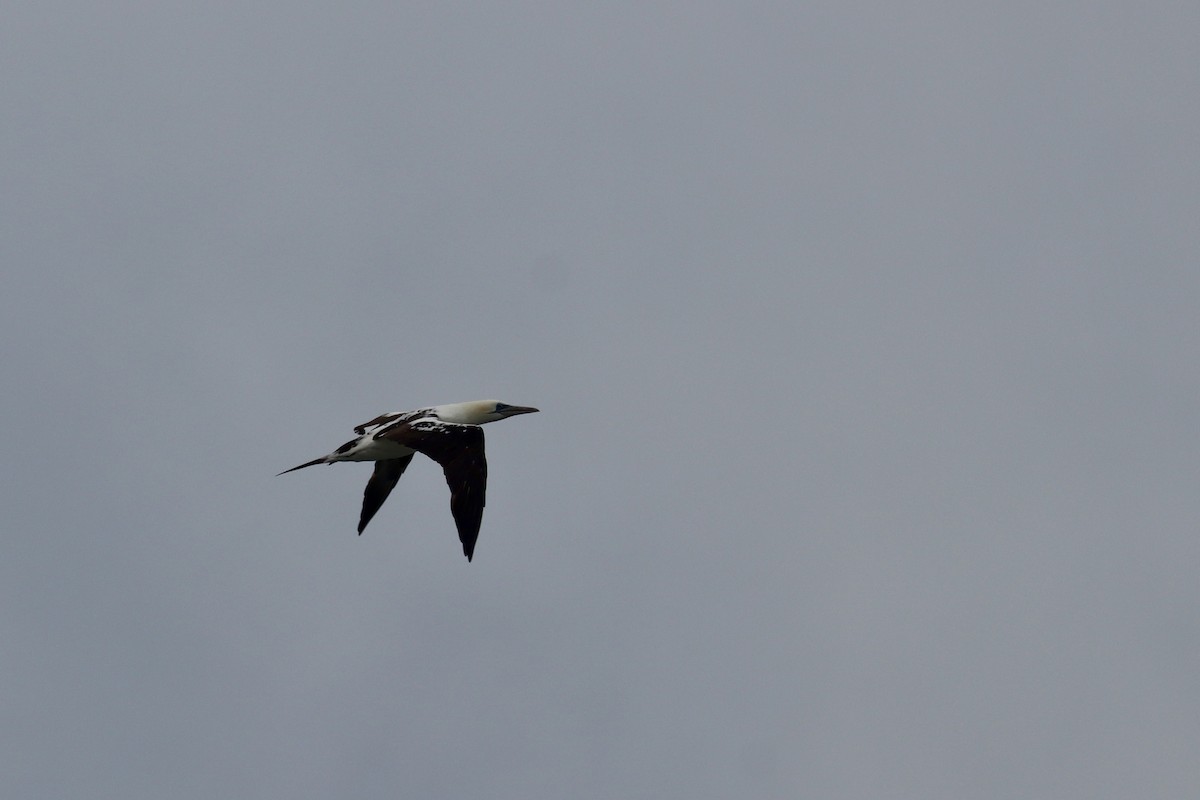 Northern Gannet - ML645229505