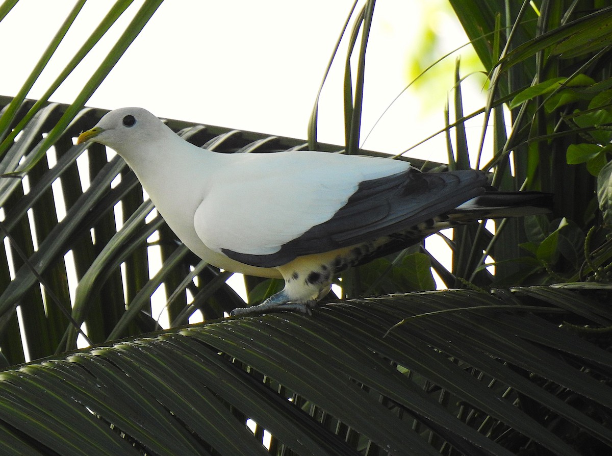 Carpophage argenté - ML645229506