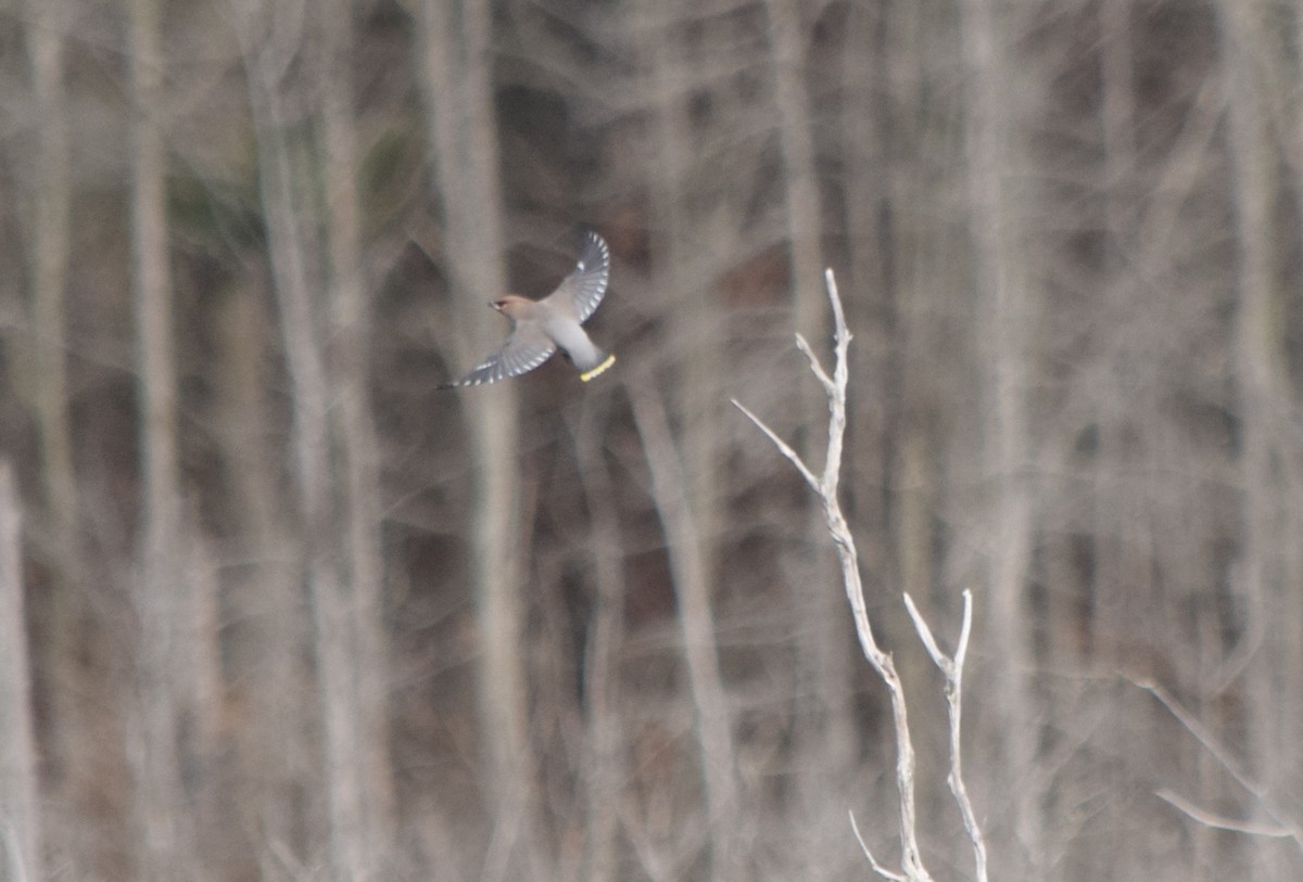 Bohemian Waxwing - ML645229509