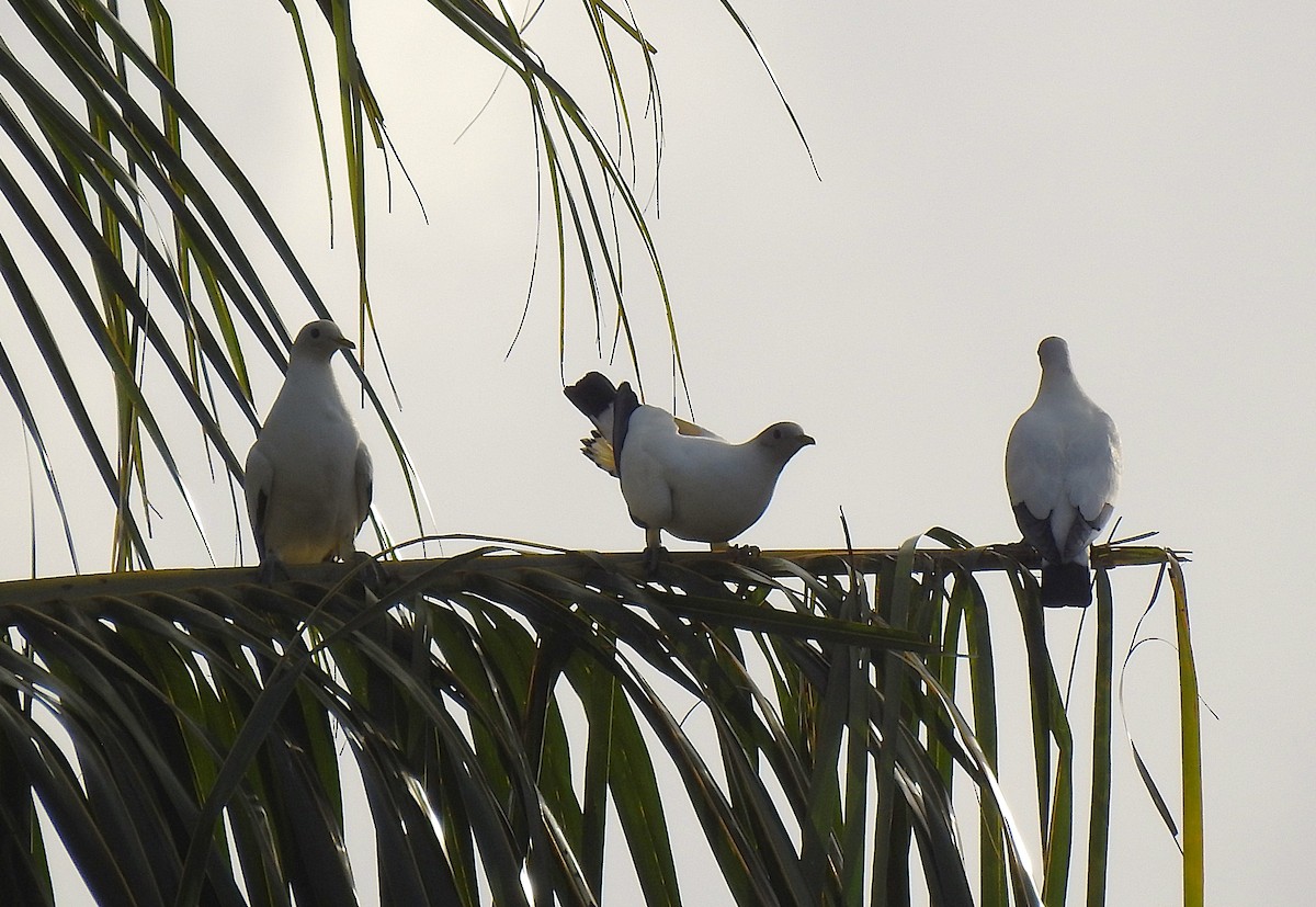 Carpophage argenté - ML645229510