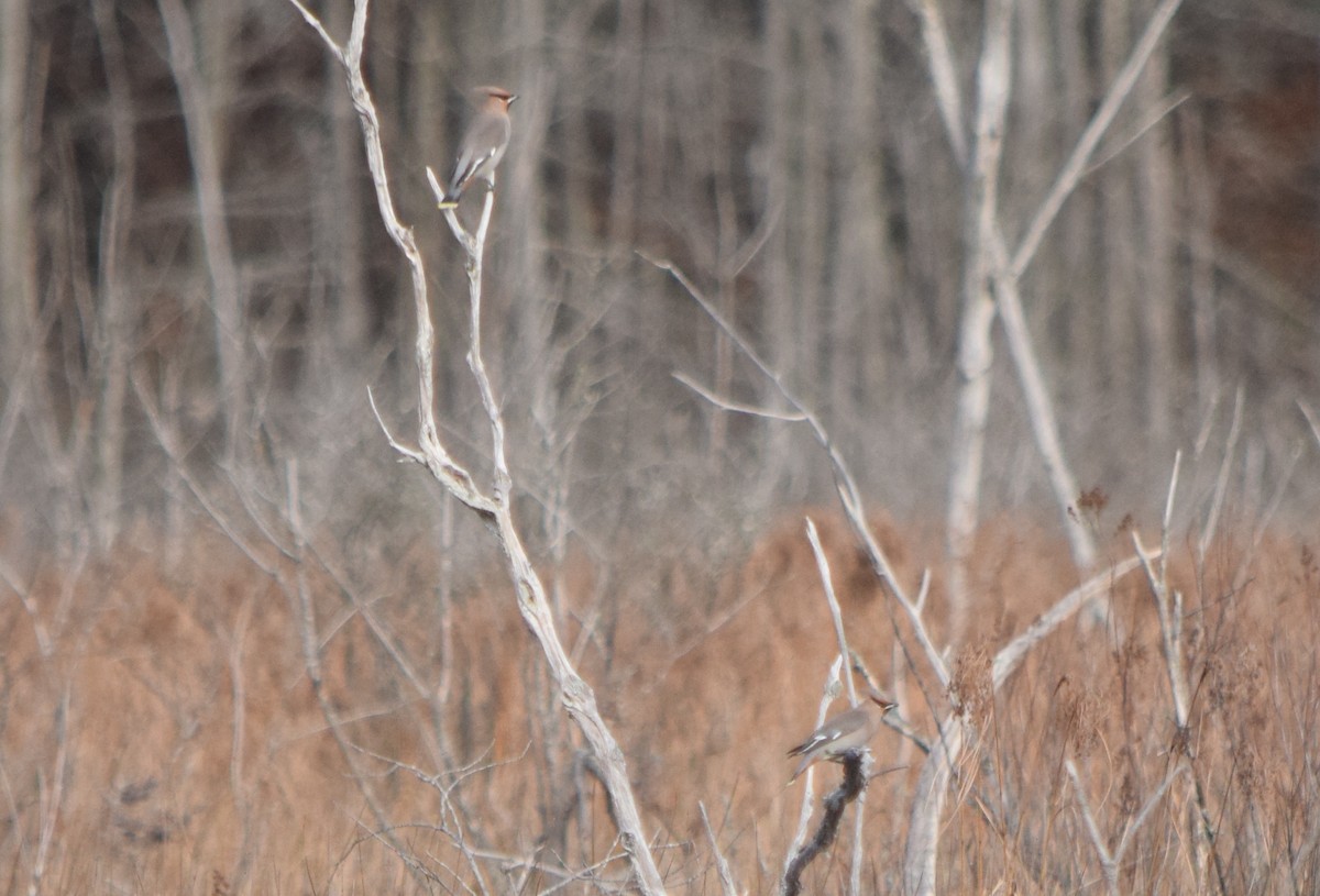 Bohemian Waxwing - ML645229517