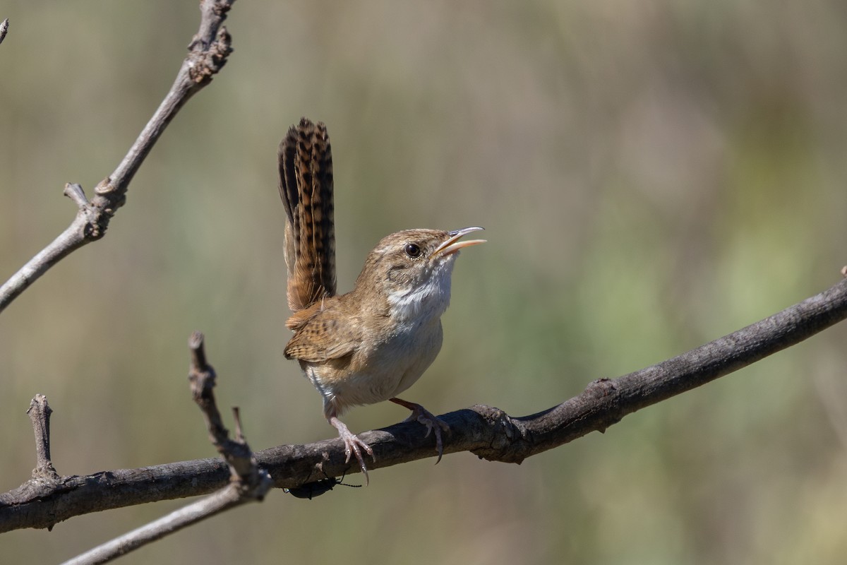 Pampazaunkönig - ML645229519