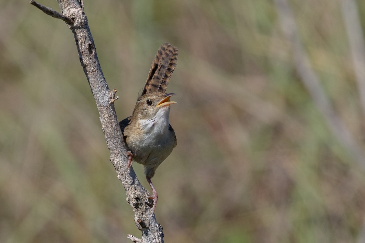 Pampazaunkönig - ML645229520