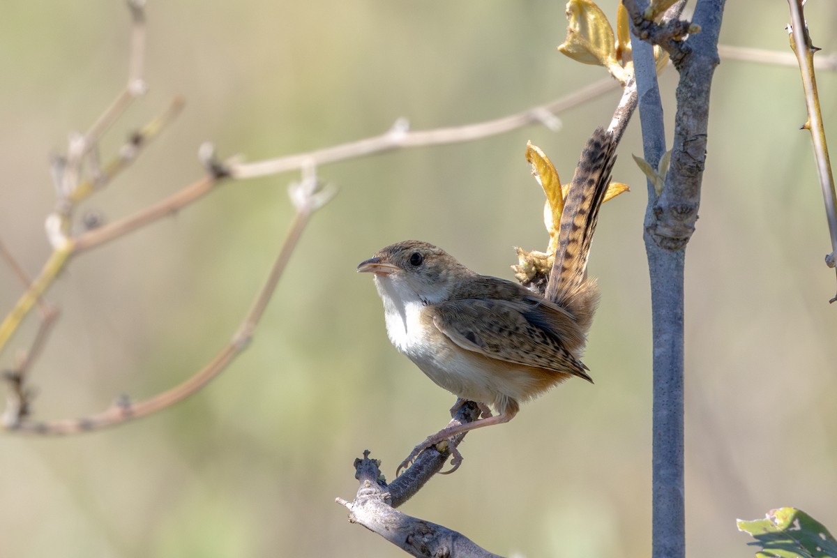 Pampazaunkönig - ML645229521