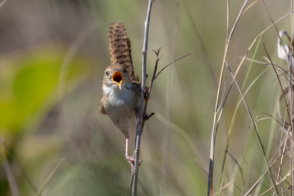 Pampazaunkönig - ML645229522