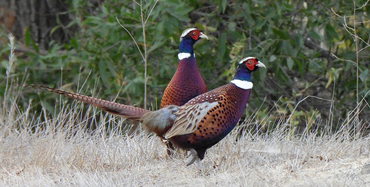 bažant obecný - ML645229530