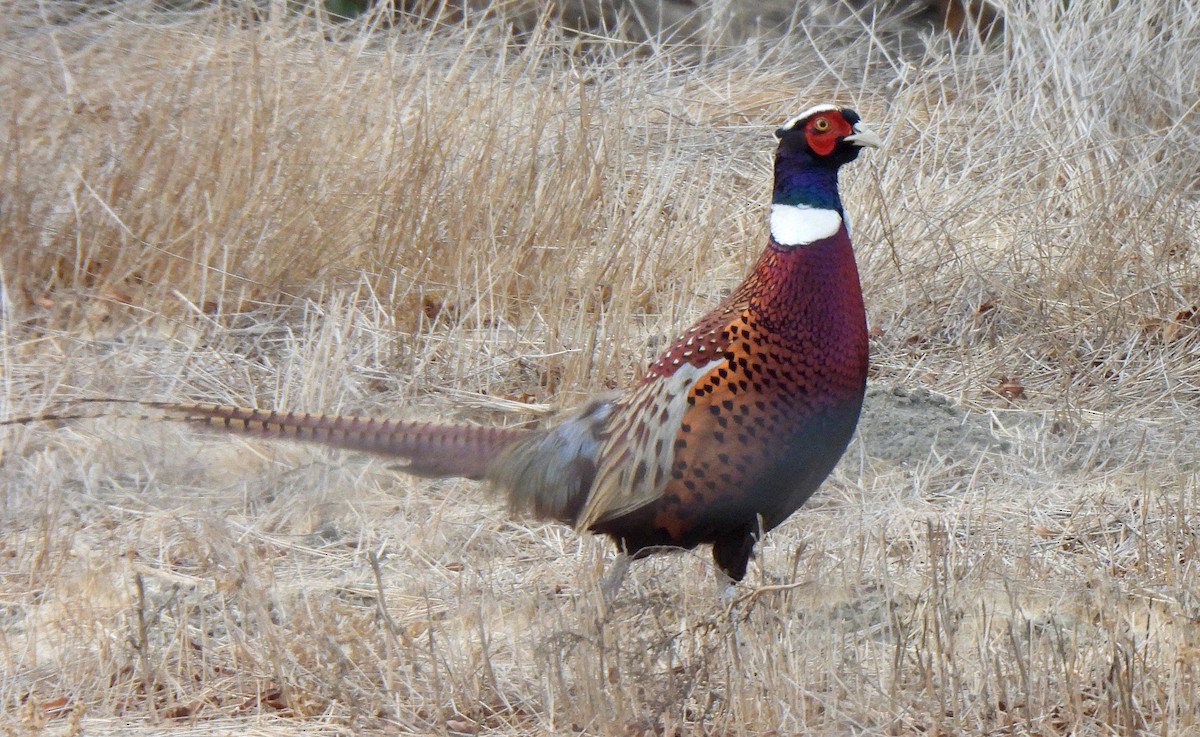 bažant obecný - ML645229531