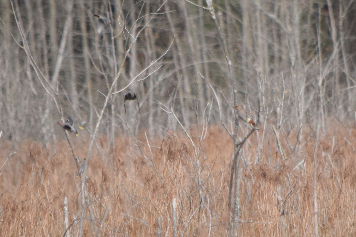 Bohemian Waxwing - ML645229546