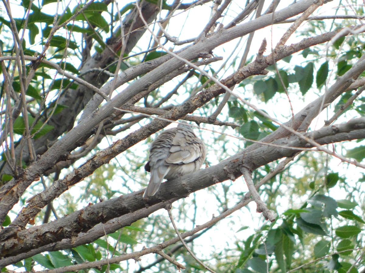 Picui Ground Dove - ML645229547