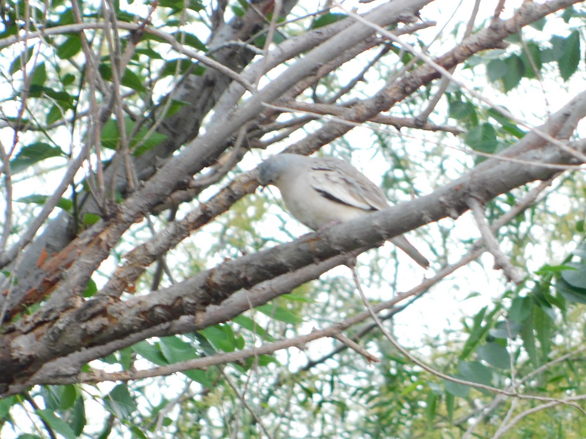 Picui Ground Dove - ML645229548