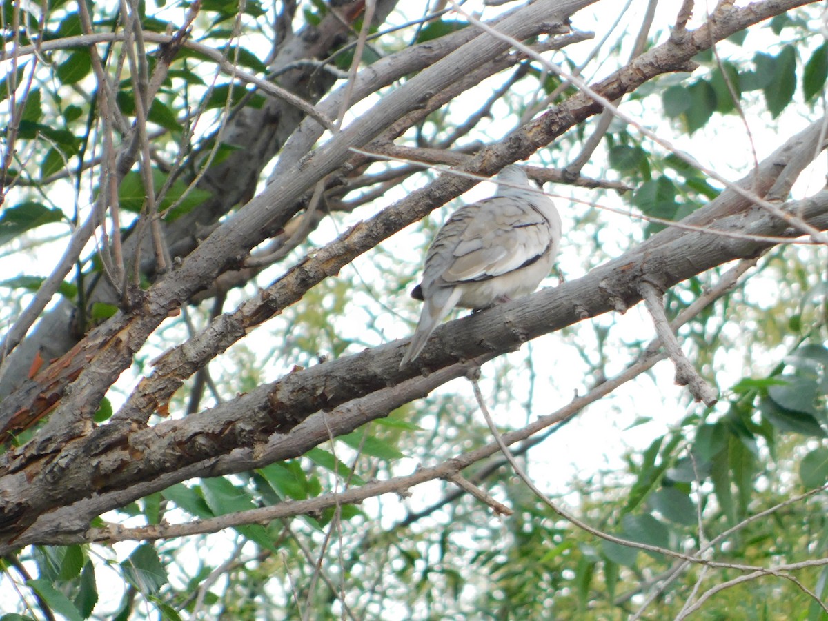 Picui Ground Dove - ML645229549