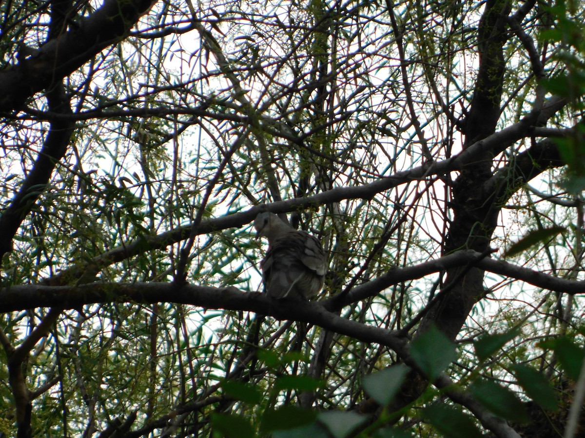 Picui Ground Dove - ML645229550
