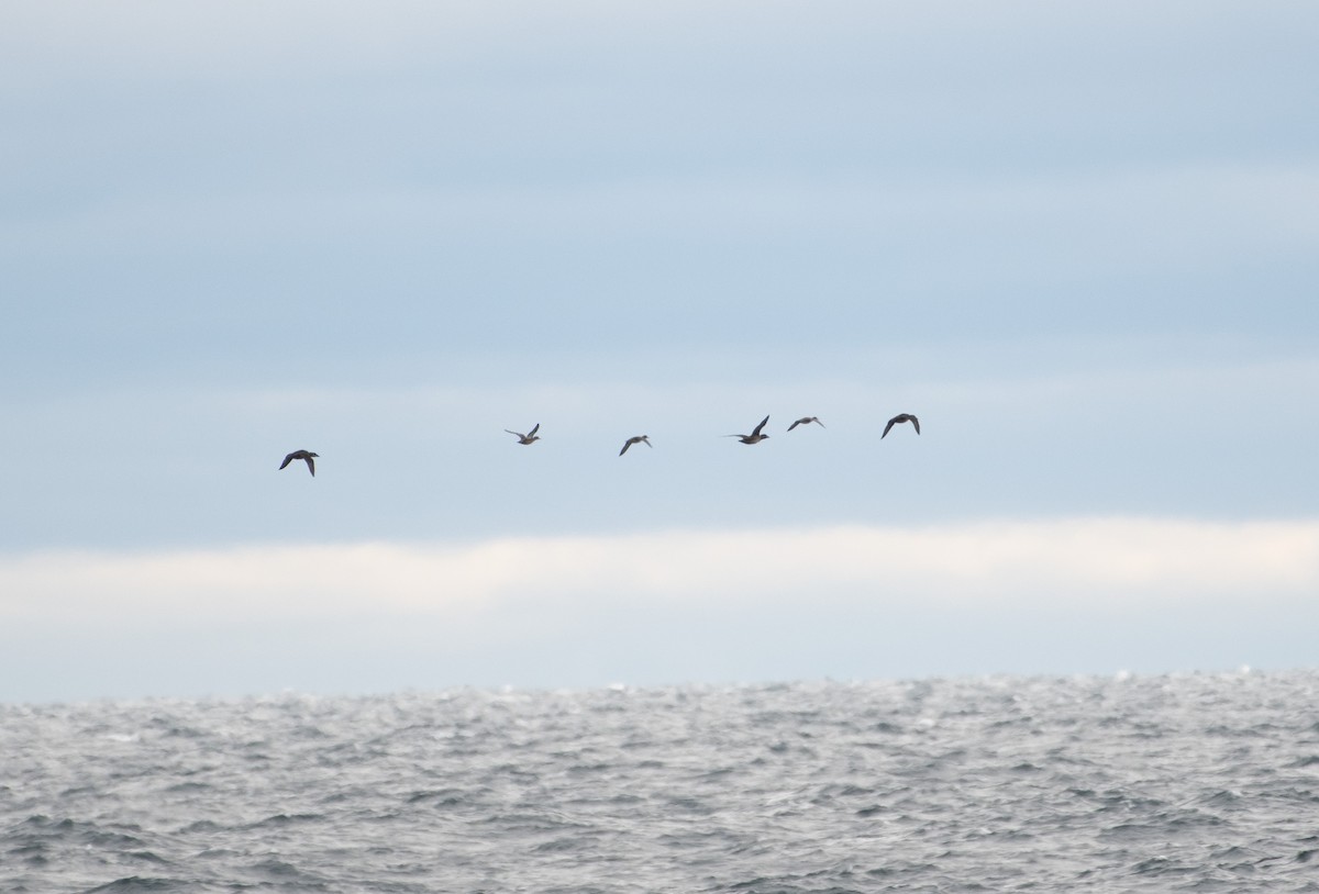 Surf Scoter - ML645229566