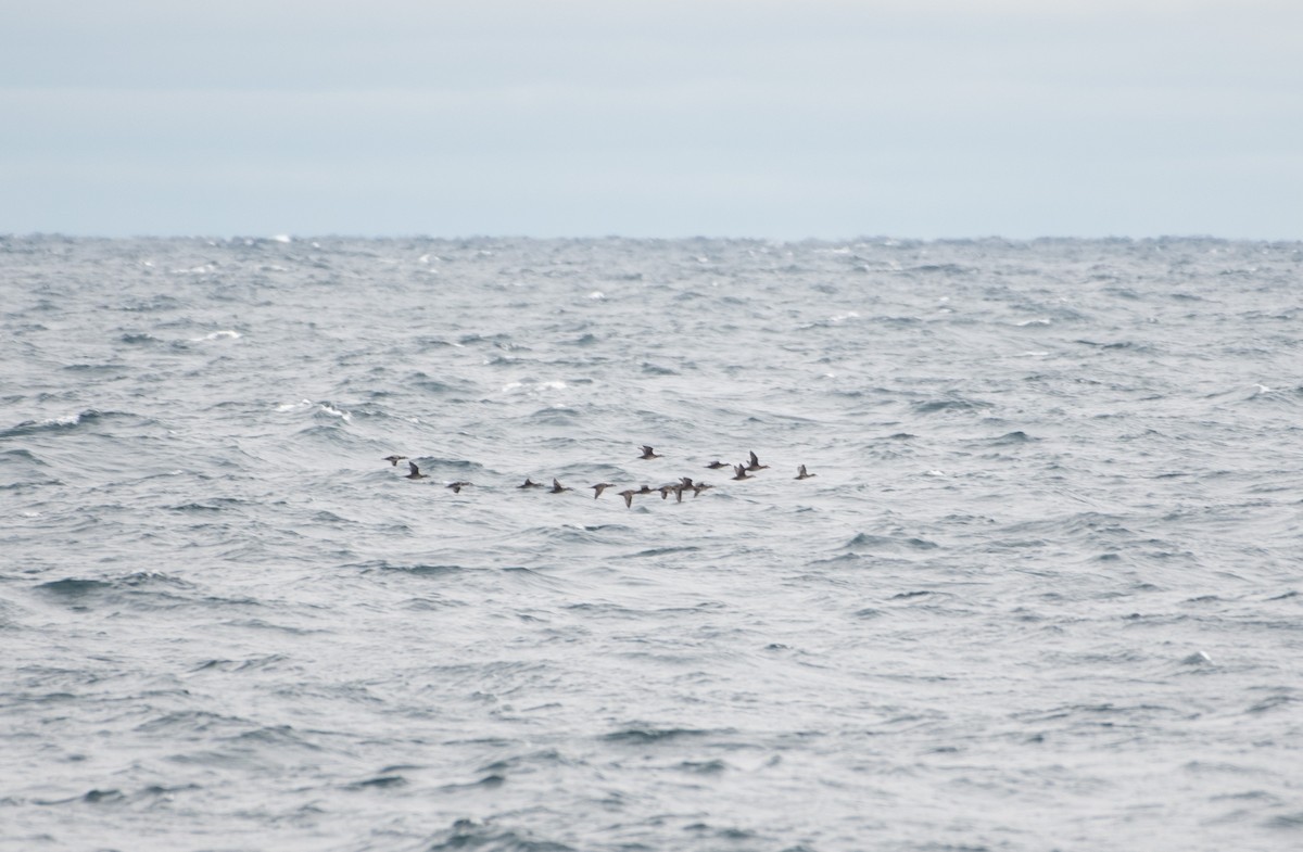 Surf Scoter - ML645229567