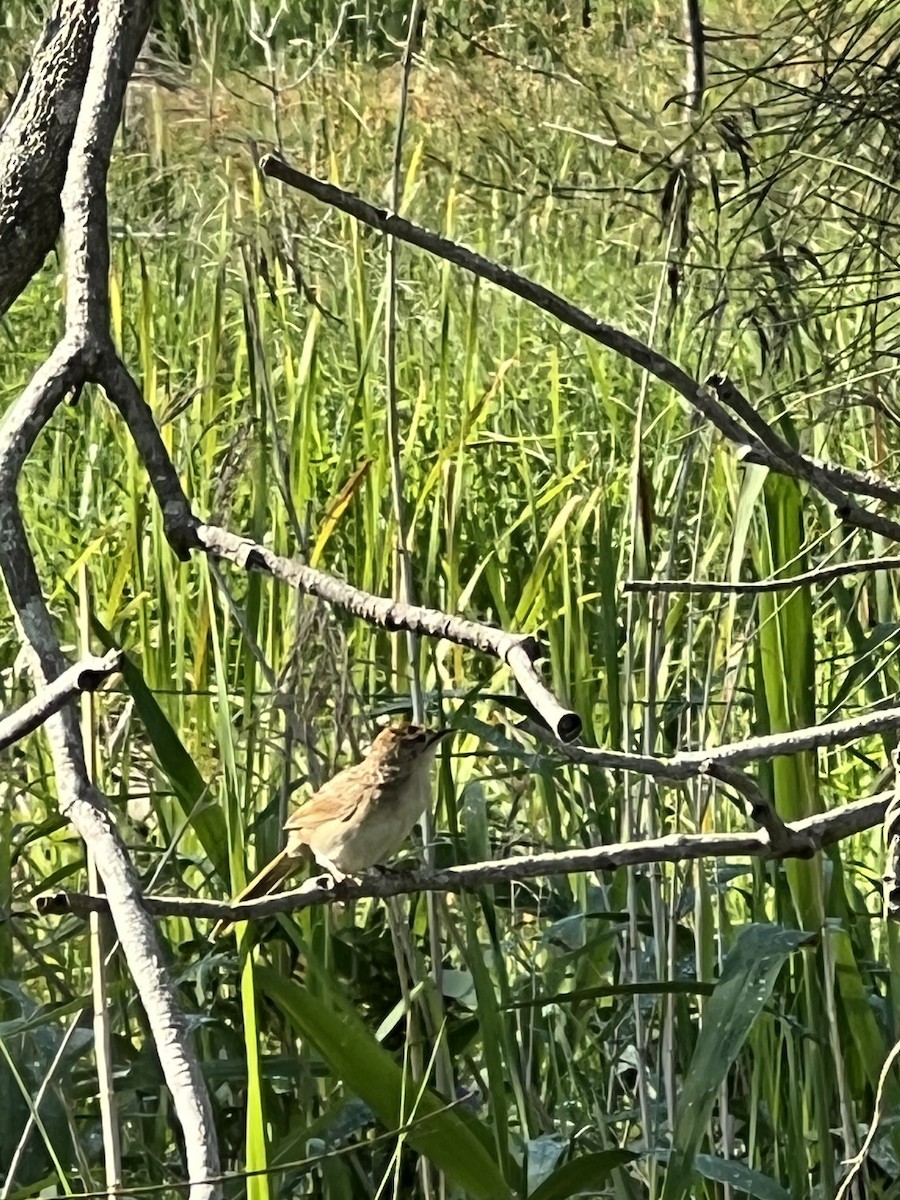 ズアカオオセッカ - ML645229574