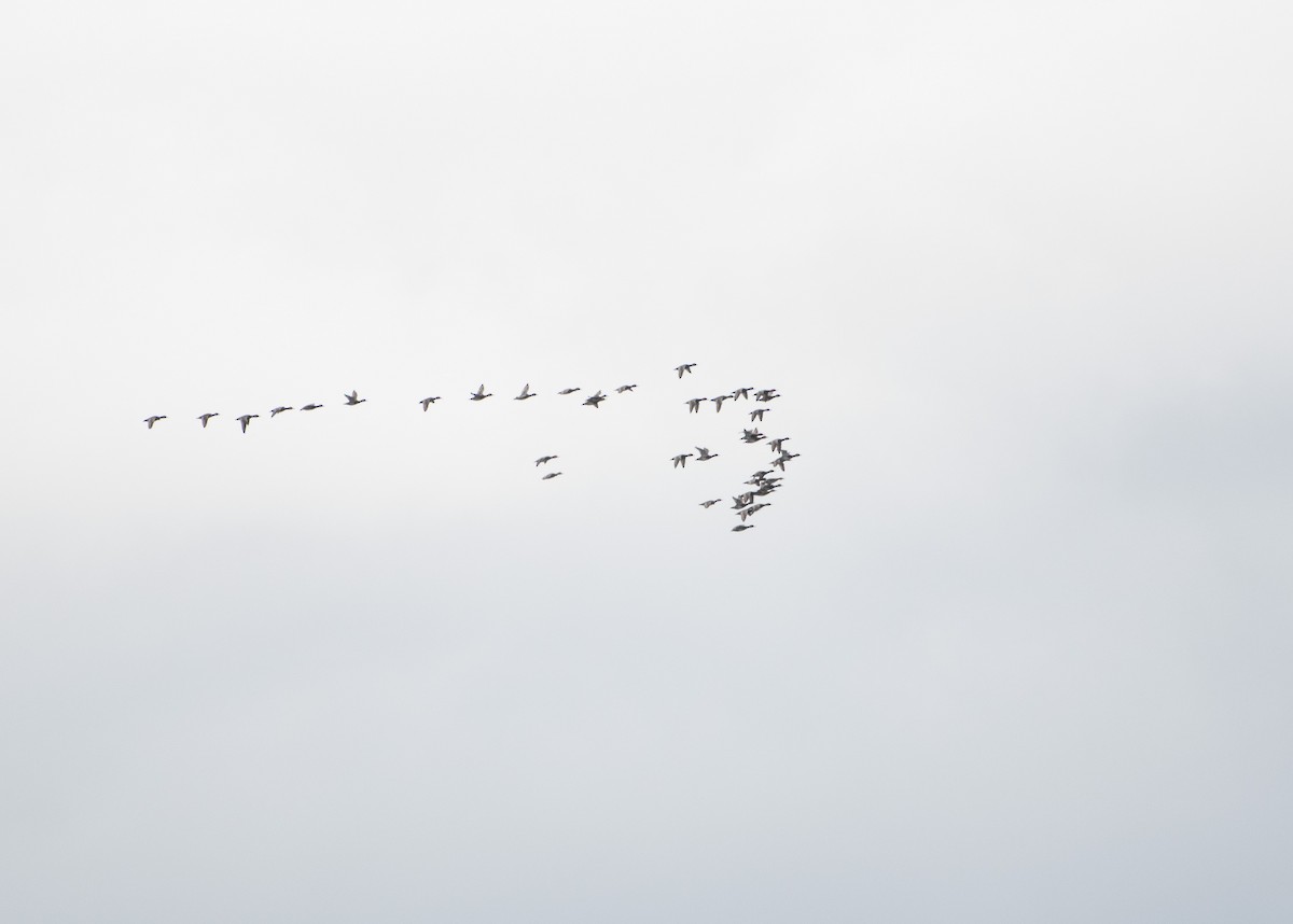 Redhead - ML645229578