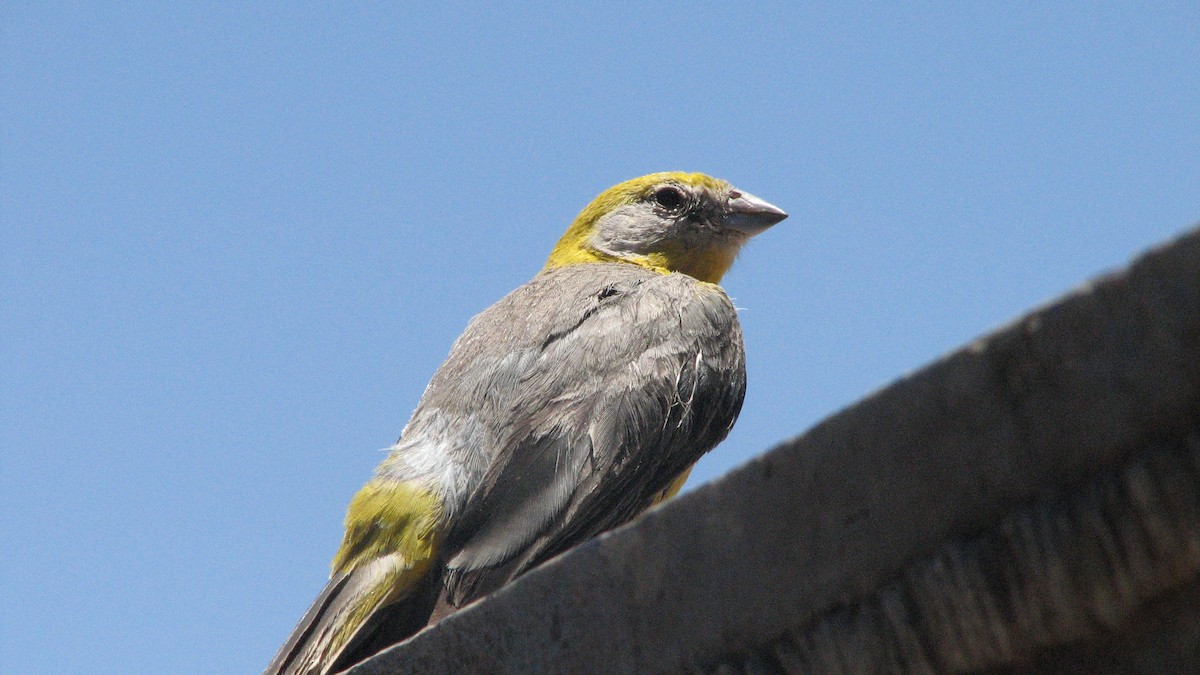 キゴシキンノジコ - ML645229579