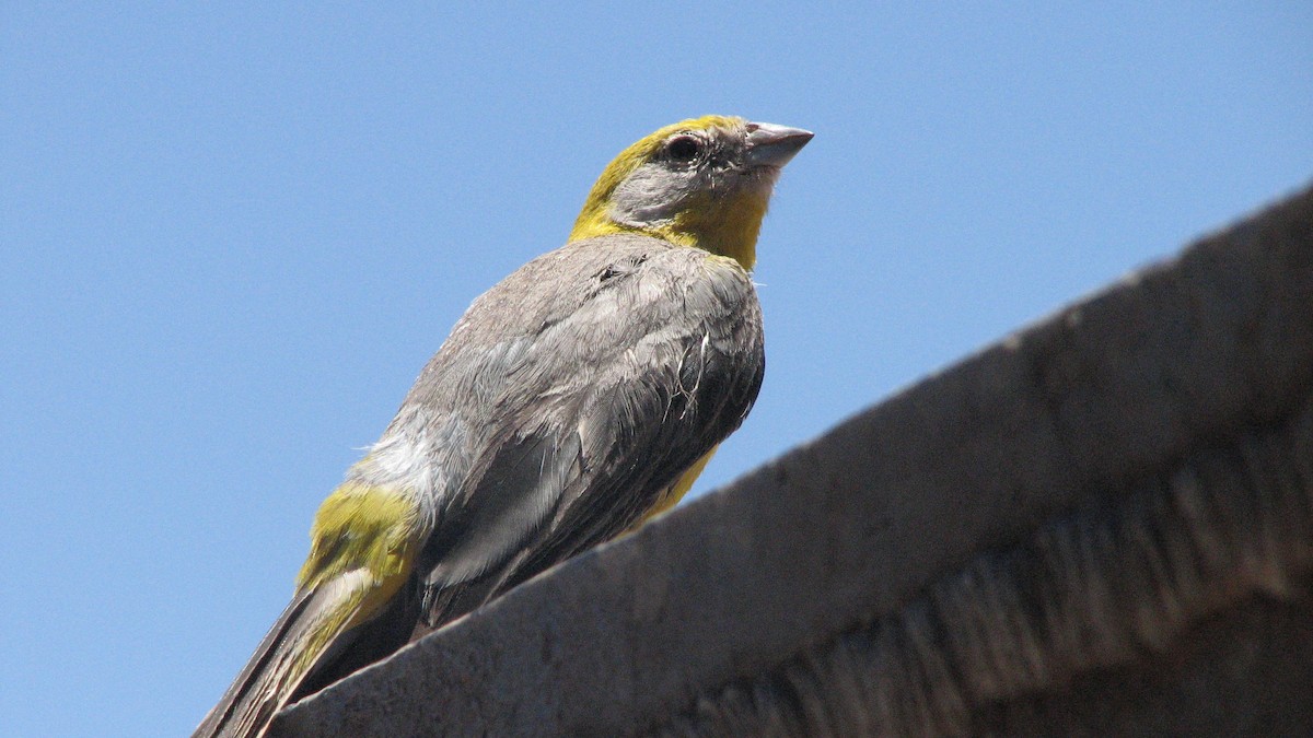 キゴシキンノジコ - ML645229580