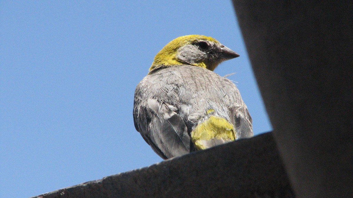 キゴシキンノジコ - ML645229581