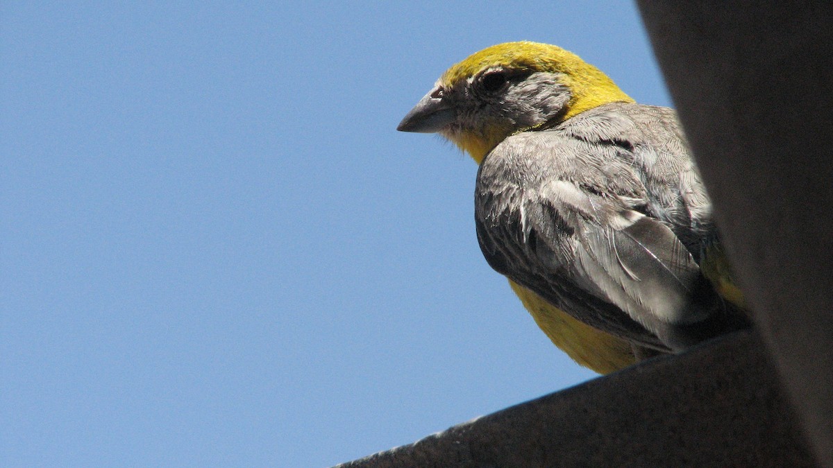 キゴシキンノジコ - ML645229582