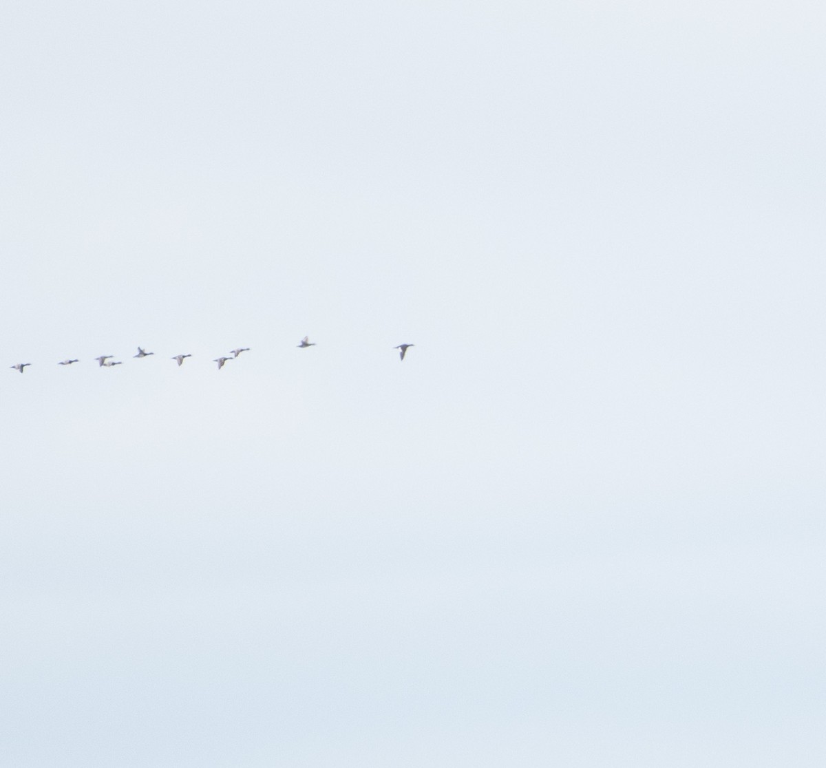 White-winged Scoter - ML645229585