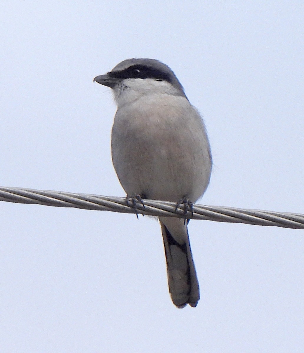 ťuhýk americký - ML645229620