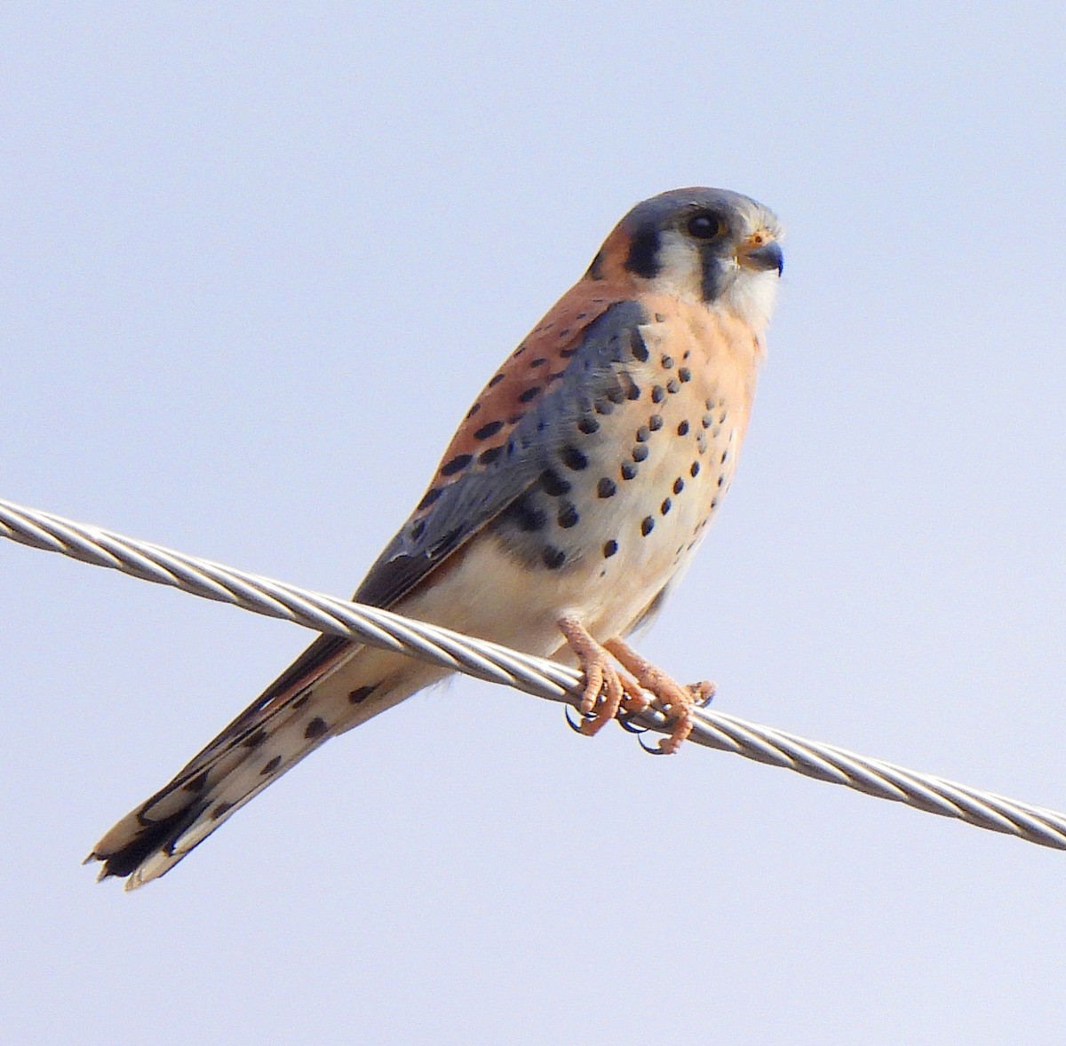 poštolka pestrá - ML645229632