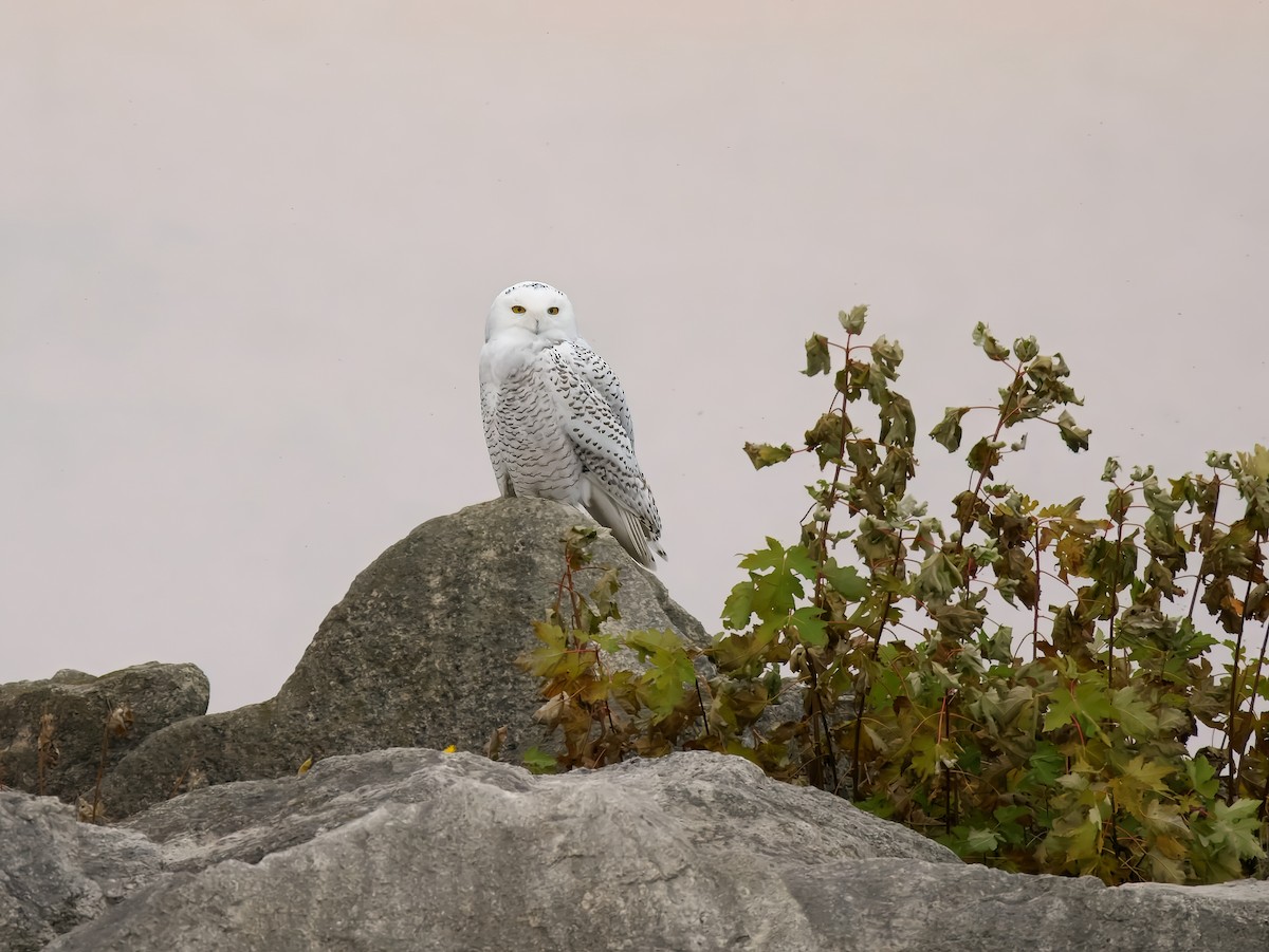 Snowy Owl - ML645229635
