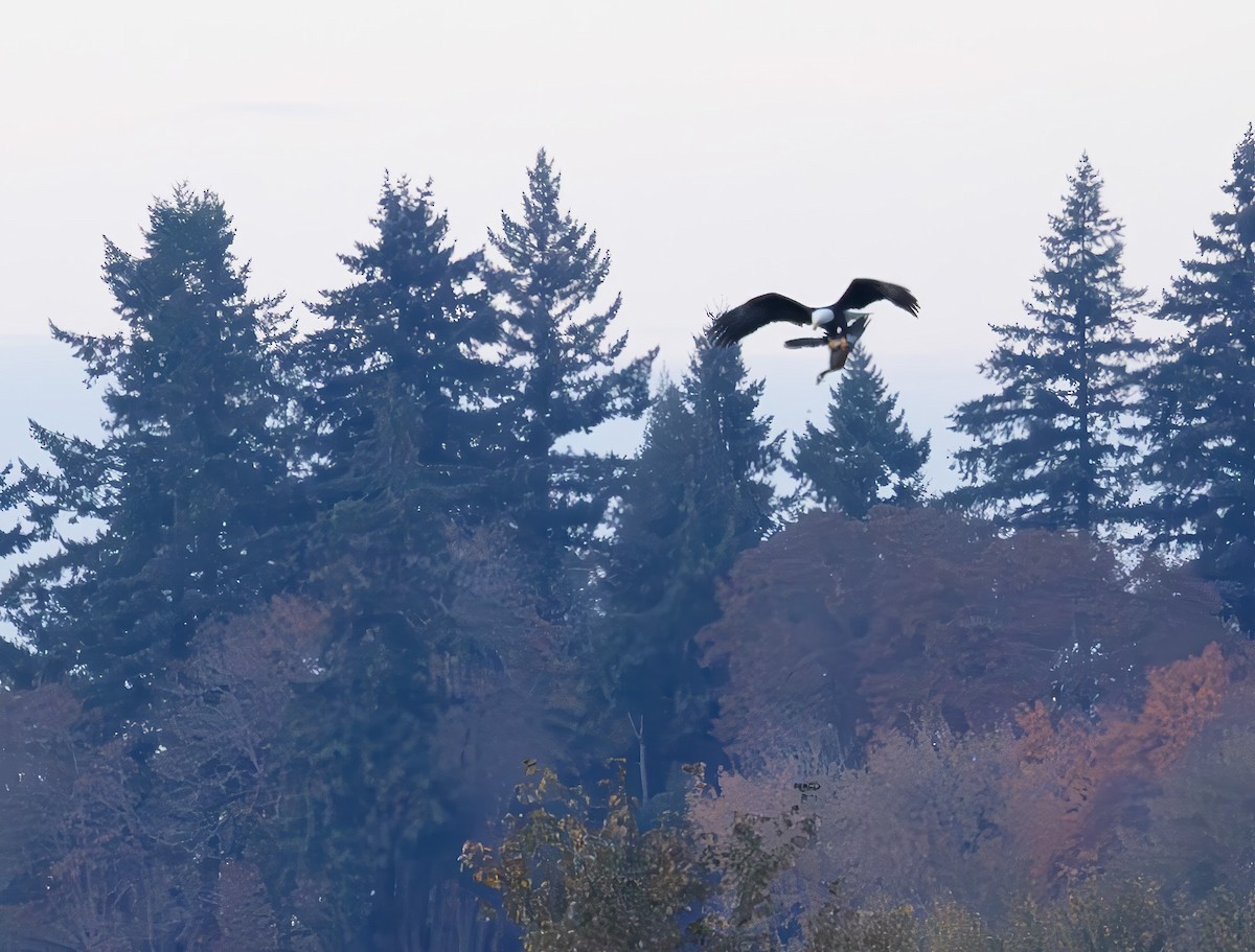 Bald Eagle - ML645229656