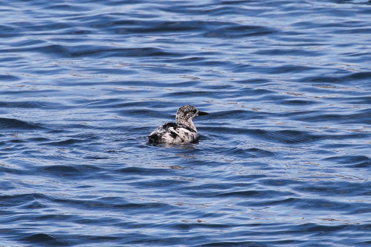 Black Guillemot - ML645229682