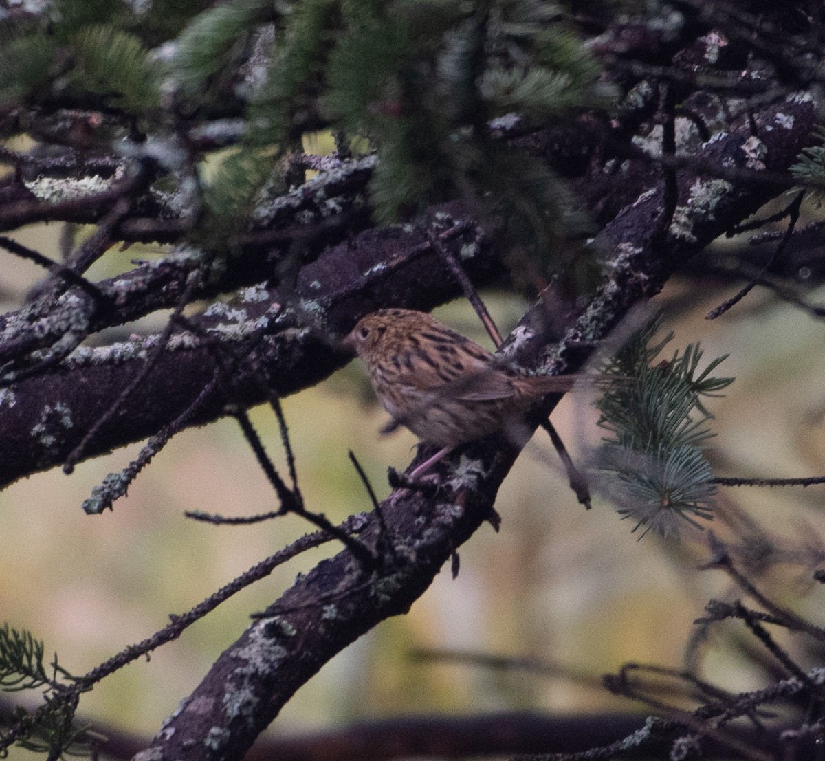 LeConte's Sparrow - ML645229711