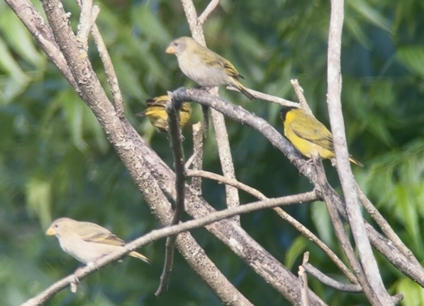 Antillean Siskin - ML645229720