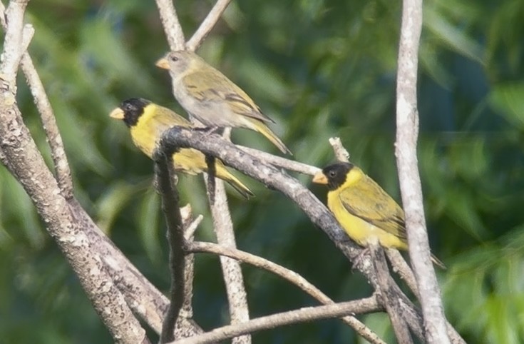 Antillean Siskin - ML645229721