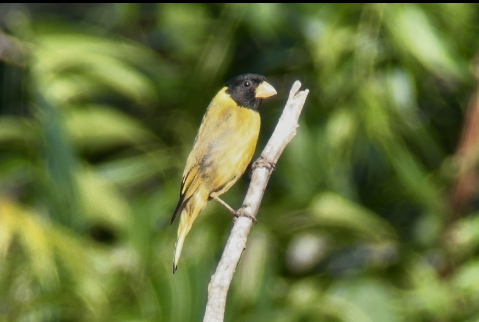 Antillean Siskin - ML645229722