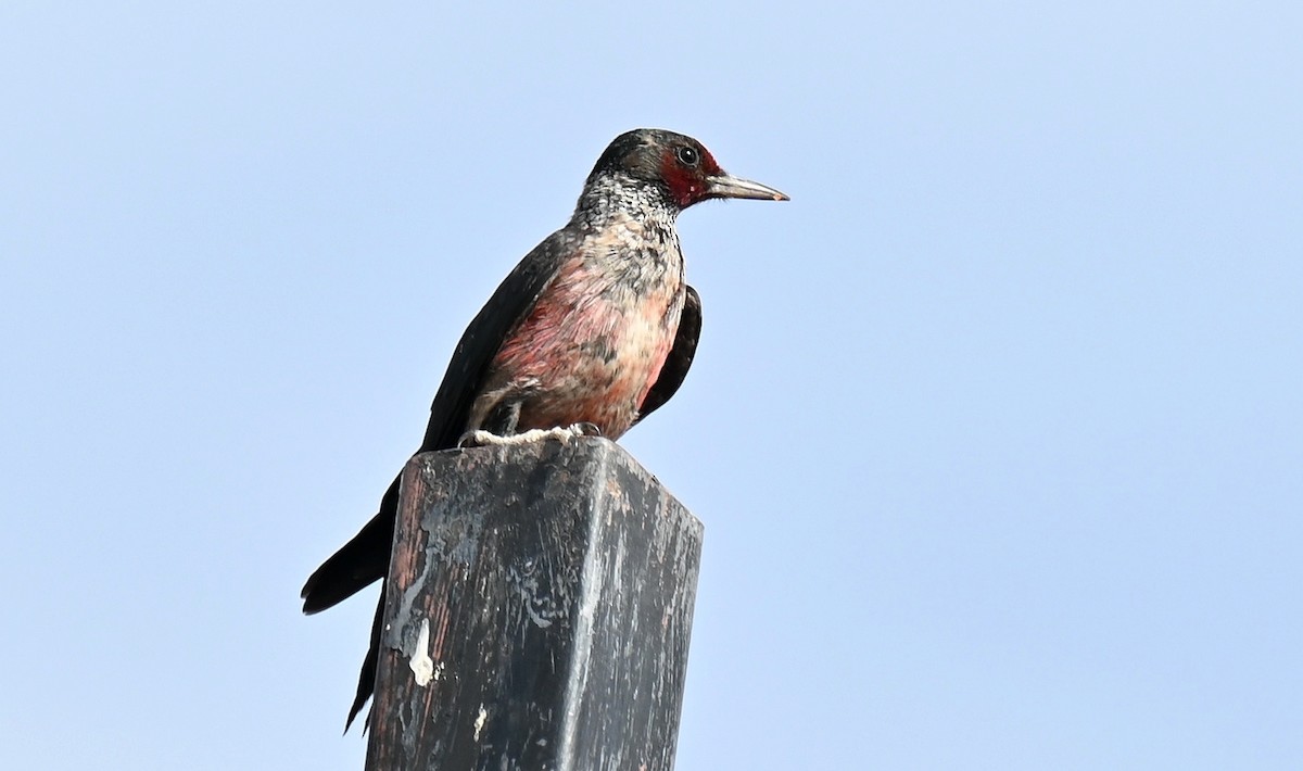 Blutgesichtspecht - ML645229724