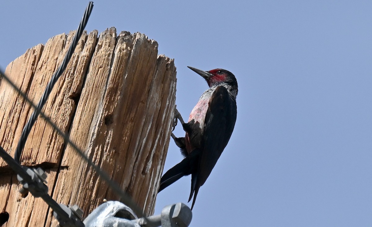 Blutgesichtspecht - ML645229725