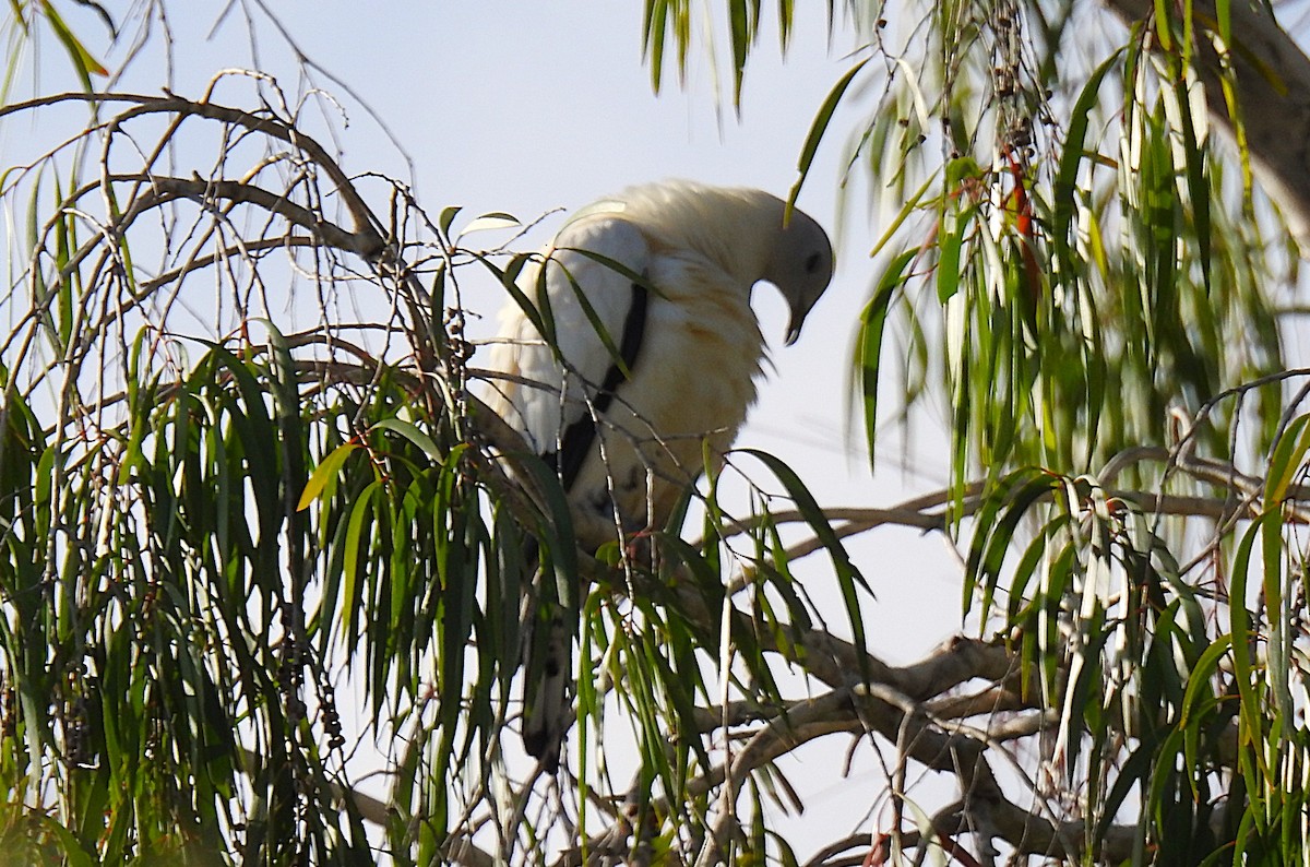 Carpophage argenté - ML645229731