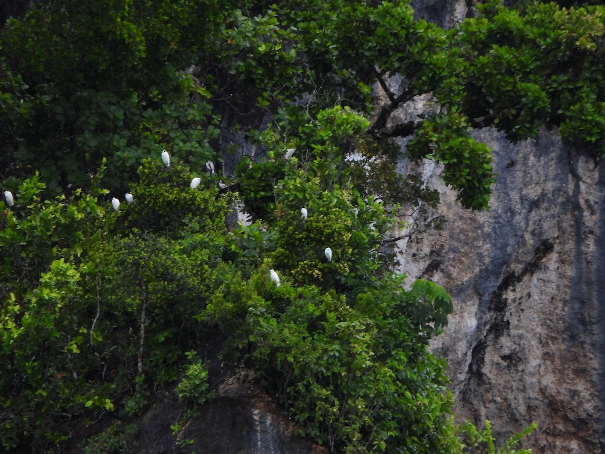 Little Egret (Australasian) - ML645229734