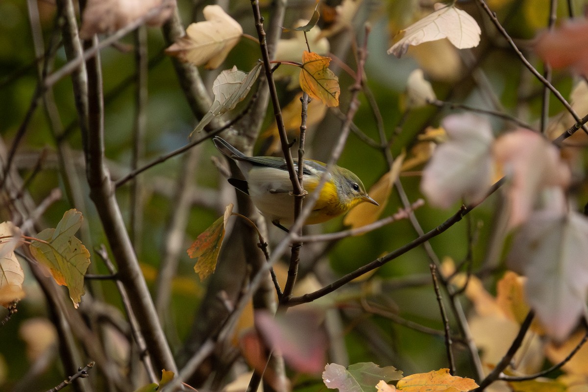 Northern Parula - ML645229764