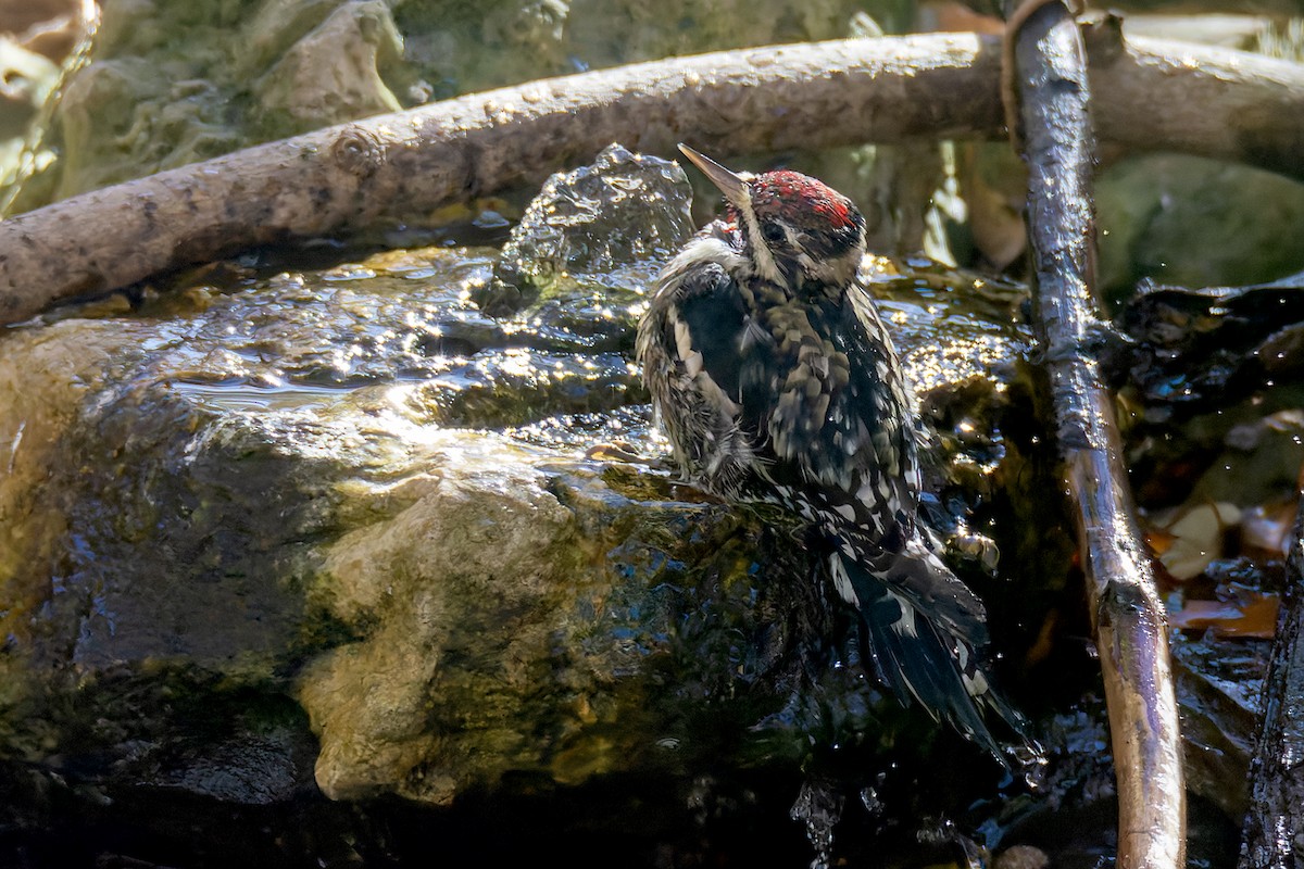 Yellow-bellied Sapsucker - ML645229766