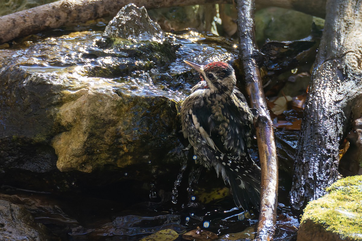 Yellow-bellied Sapsucker - ML645229767