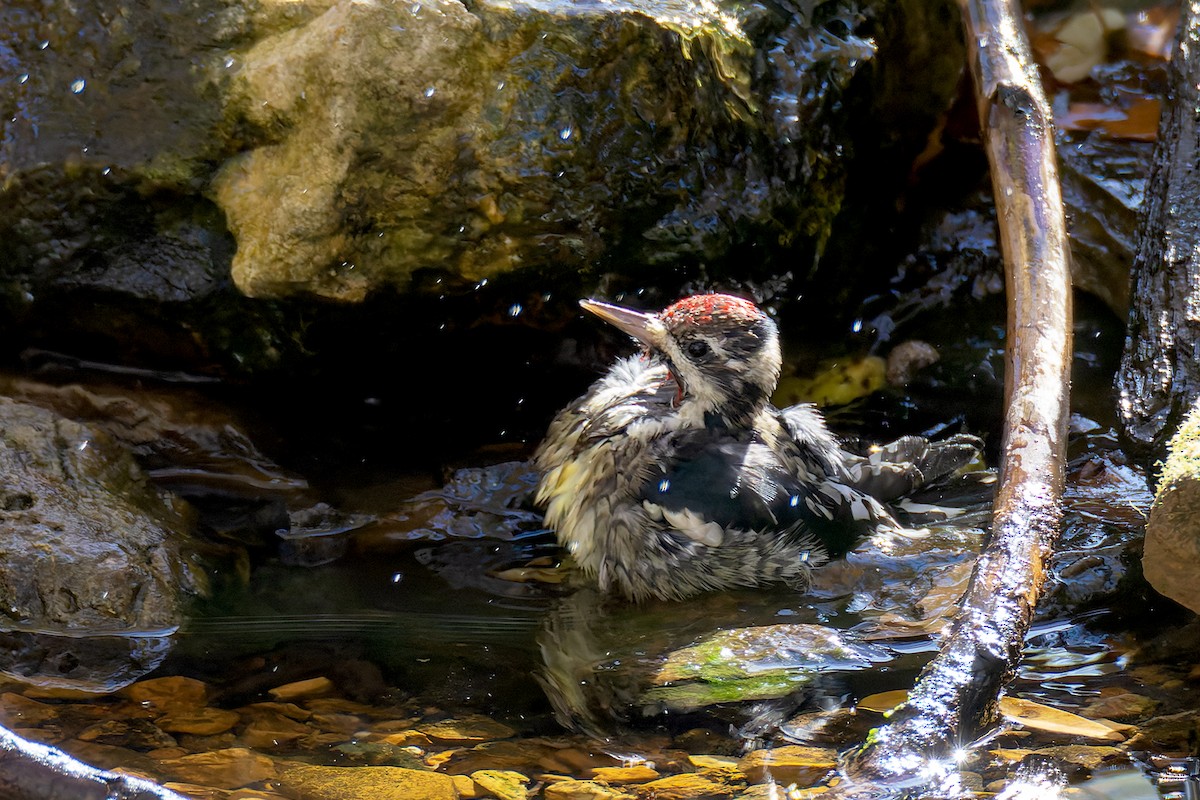 Yellow-bellied Sapsucker - ML645229768