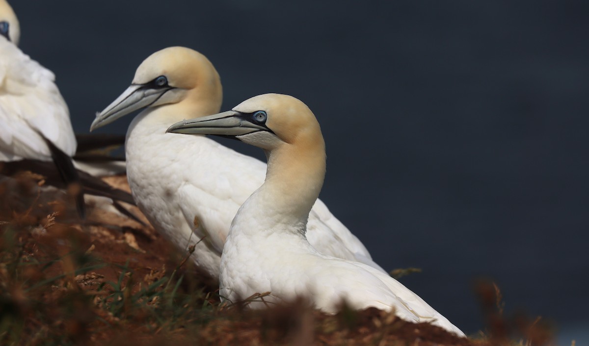 Northern Gannet - ML645229770