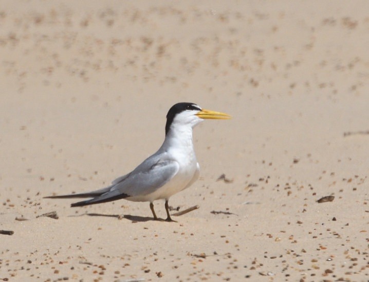 Yellow-billed Tern - ML645229773