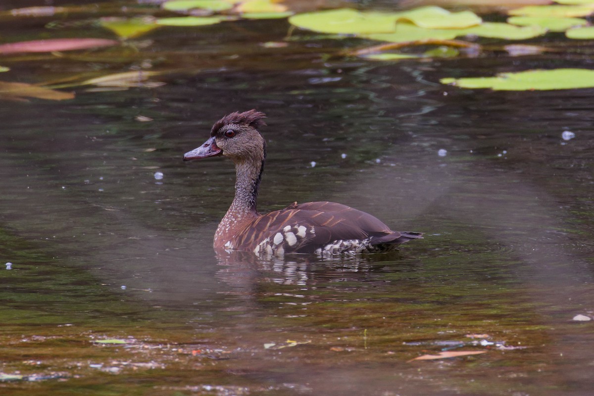 Spotted Whistling-Duck - ML645229780