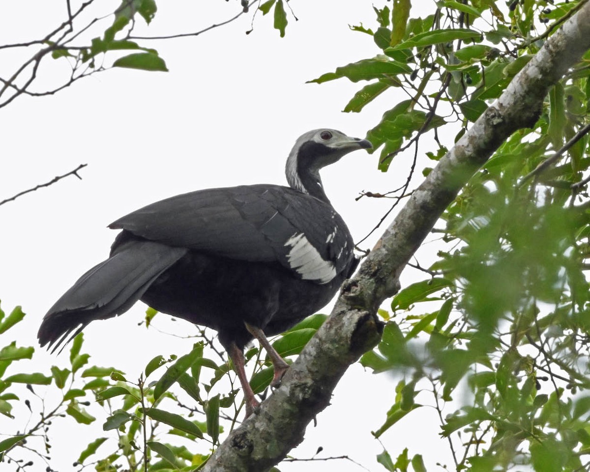 White-throated Piping-Guan - ML645229790